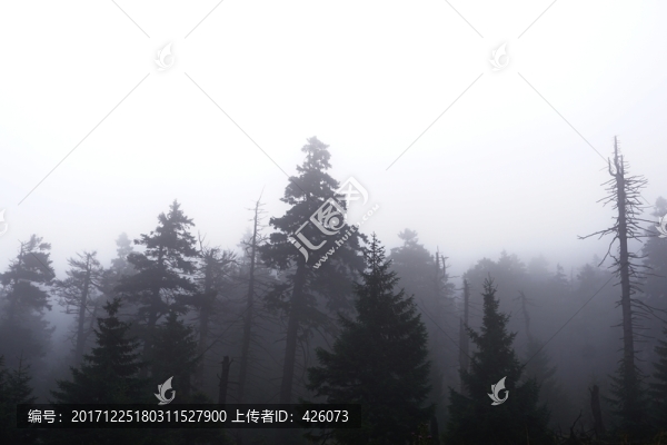 霧中森林