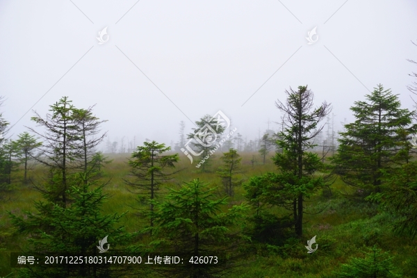 森林新生
