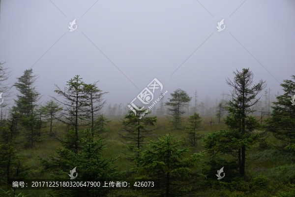 新生的森林