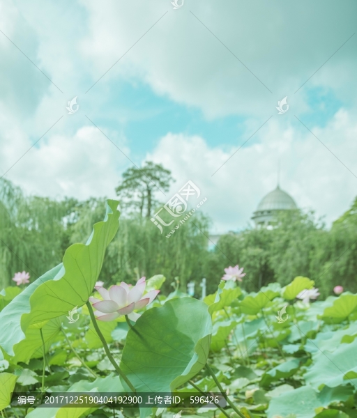 荷花