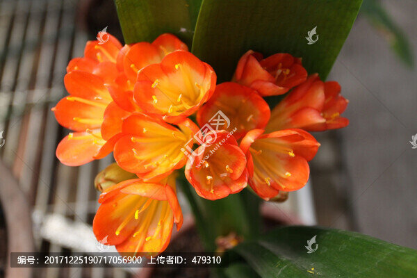 君子蘭,花卉