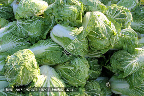 白菜,蔬菜