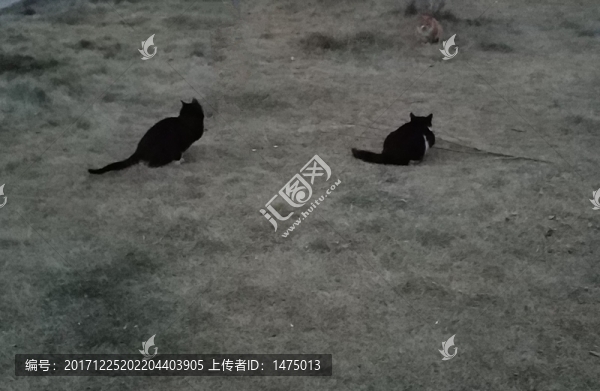 貓,三只