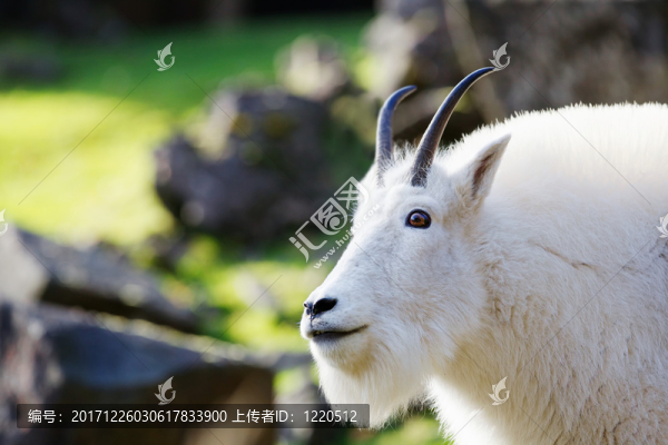 特寫鏡頭
