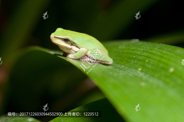 樹