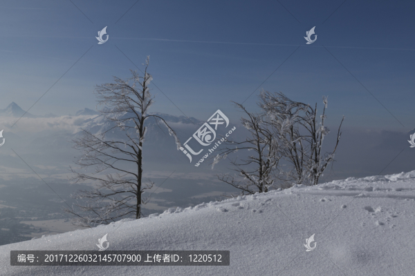 樹