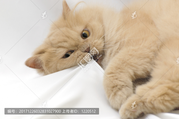 動物