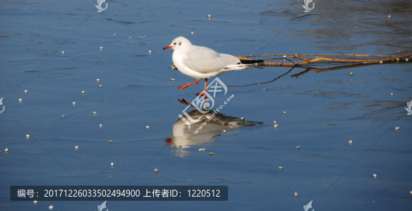 鷗喬納森