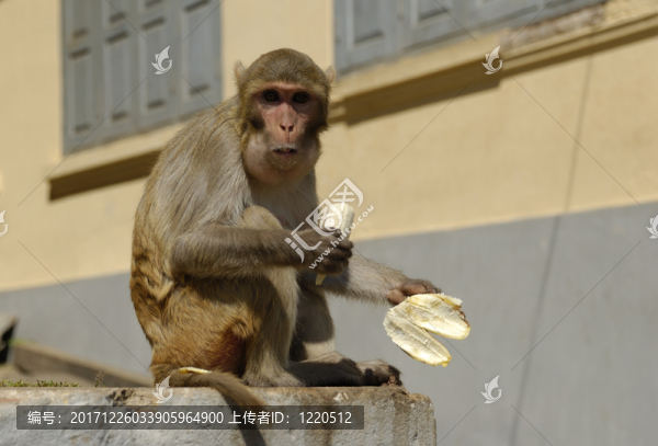 恒河猴上的恒河猴