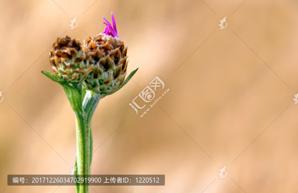 saisoner？ffnung,[centaurea,jacea]