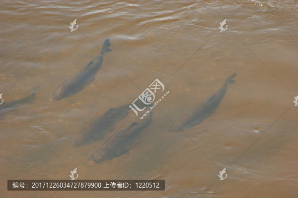 魚(yú)