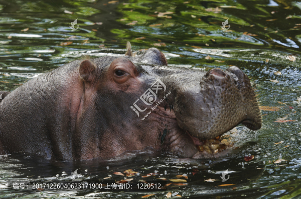 動物