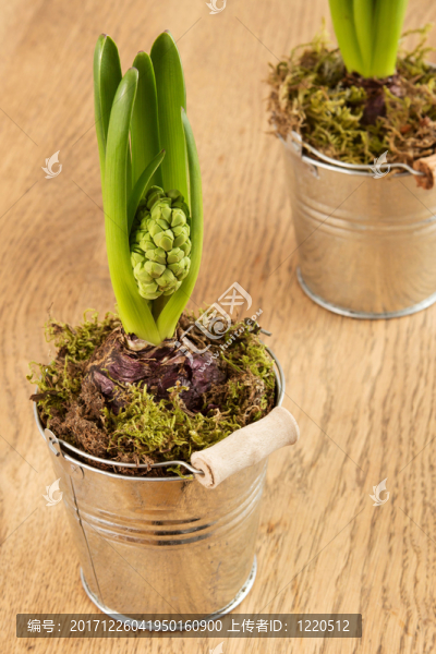 兩個(gè)風(fēng)信子關(guān)閉鮮花