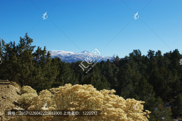 高高的沙漠花草，樹木和洪堡全國雪山