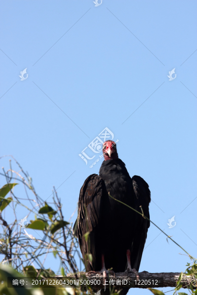 鳥