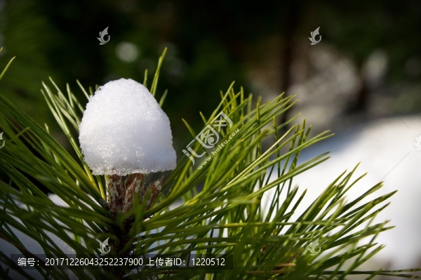 雪帽