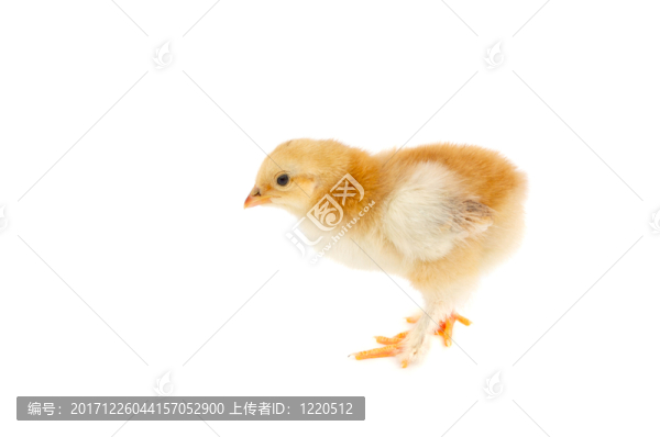 單一的