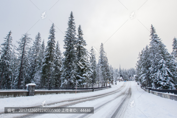 雪中森林