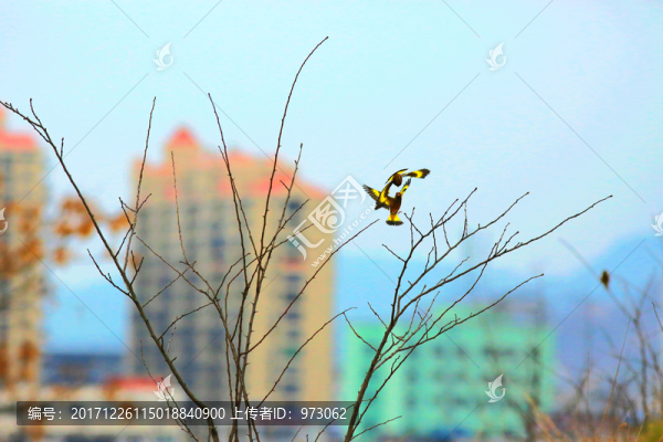 金色年華,騰飛