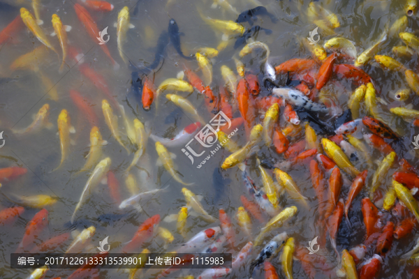金魚,錦鯉