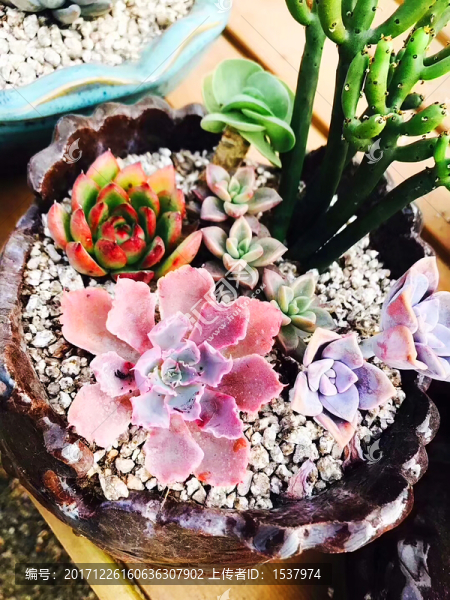 花卉