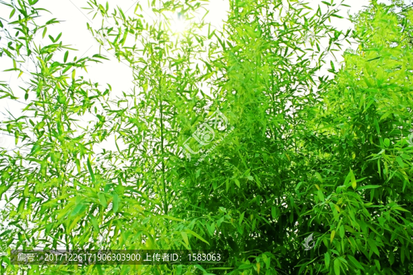 青竹