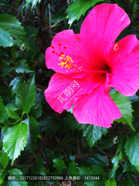 鮮花