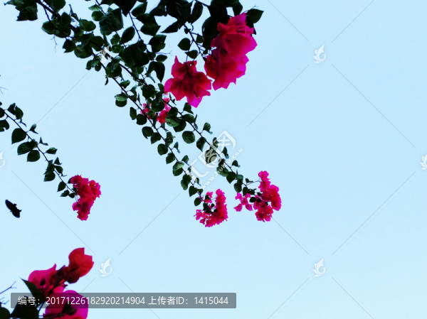 鮮花,蝴蝶,詩意,天空