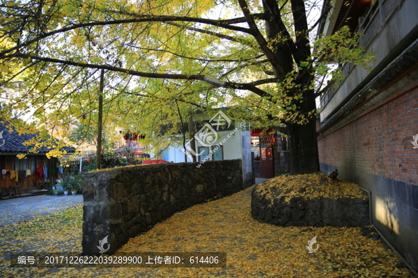 銀杏樹