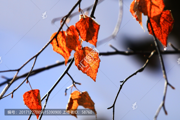 樹枝紅葉