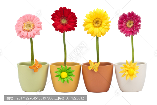 在花盆的四朵非洲菊花