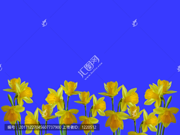 在藍色背景上的黃色水仙