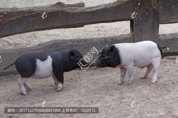 ferkelchen