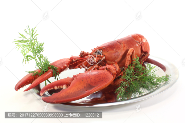 龍蝦用蒔蘿