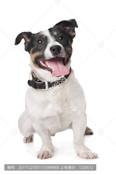 動物