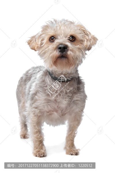 動物