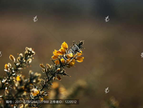 英格蘭