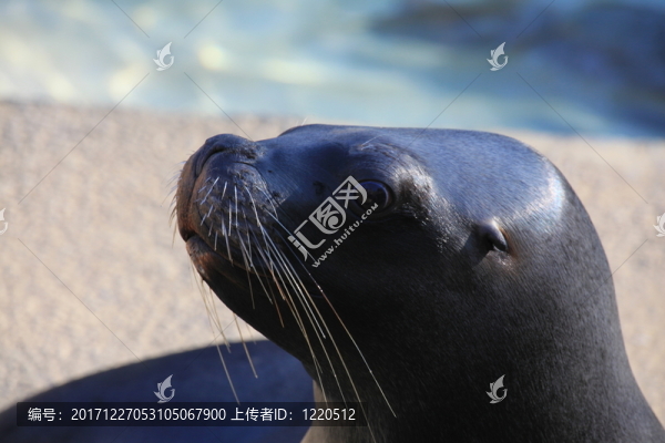 m？hnenrobbe在特寫鏡頭