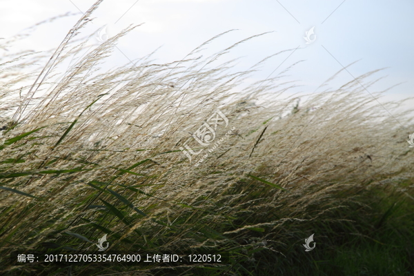 草在山麓