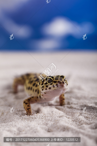動物