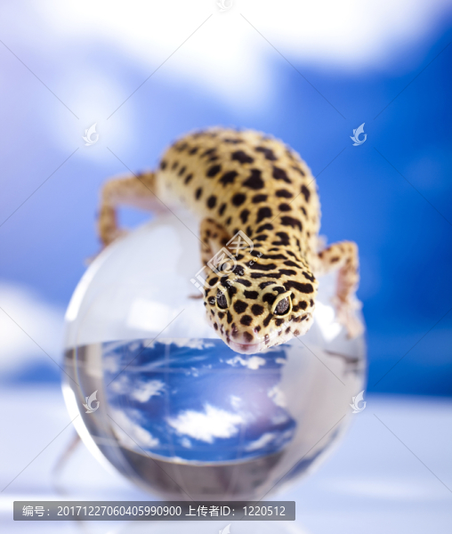 動物