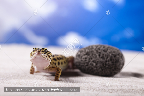 動(dòng)物