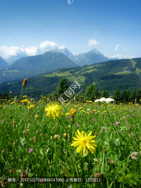 山
