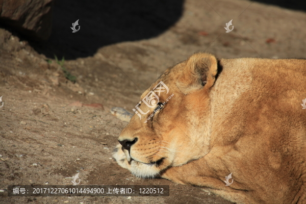 在特寫鏡頭的母獅