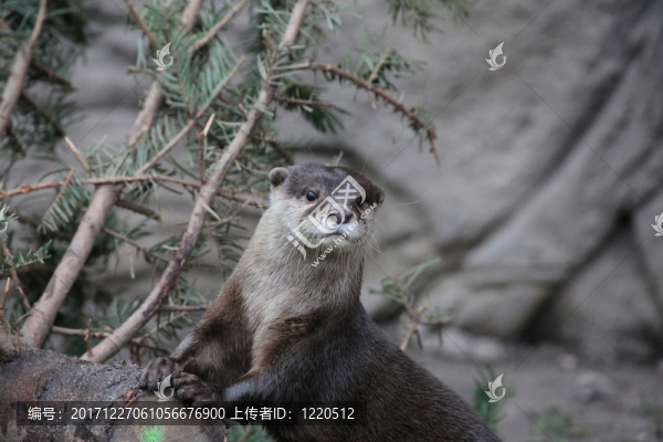短爪水獺特寫鏡頭