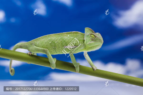 動物