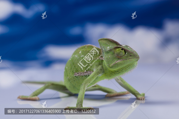 動(dòng)物