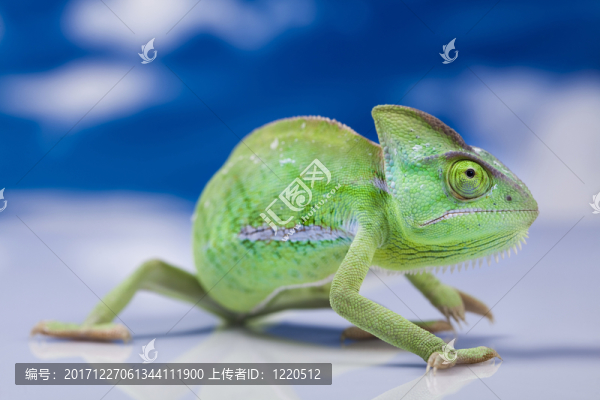 動(dòng)物
