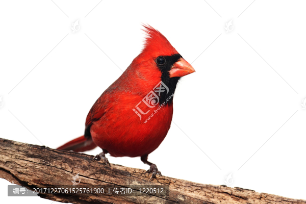 隔離的
