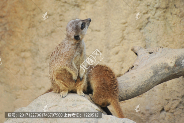 動物